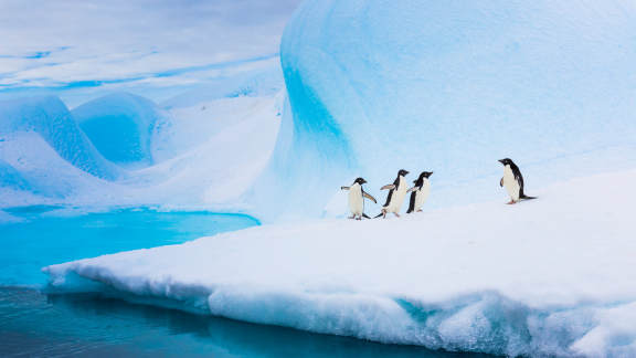 Adélie penguins, Antarctica