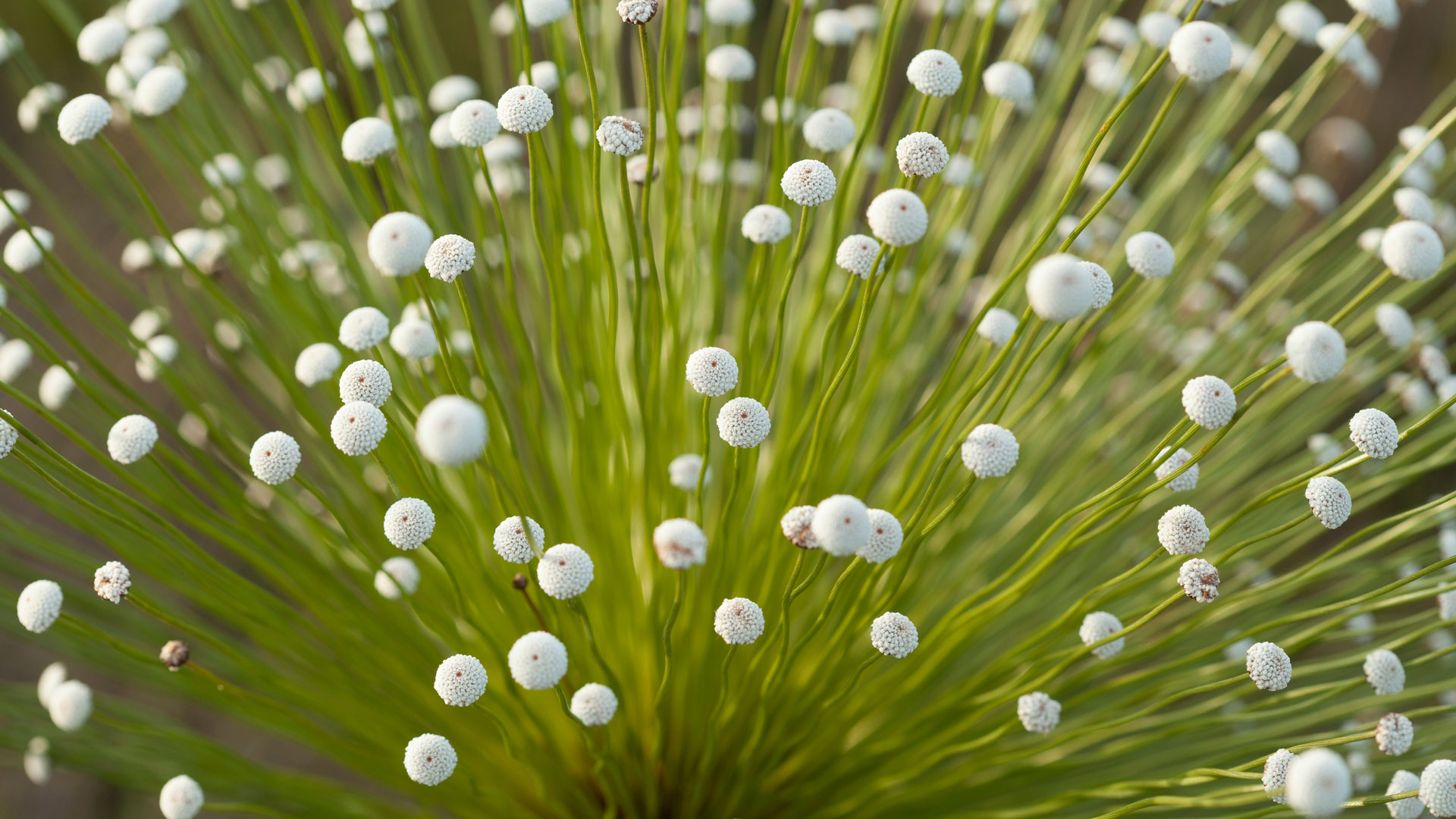 Cerrado, uma f&aacute;brica estrelas