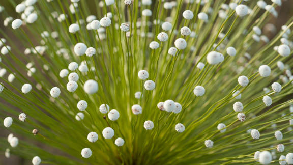 Cerrado, uma f&aacute;brica estrelas