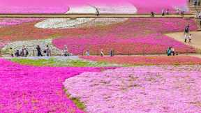 ピンクや白で彩られた芝桜の絨毯