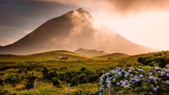 A bull, some flowers, and a stratovolcano