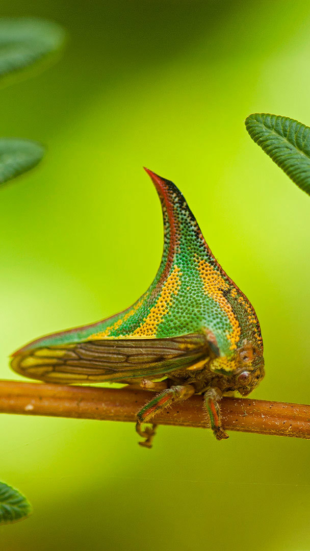 Sharp-dressed bug