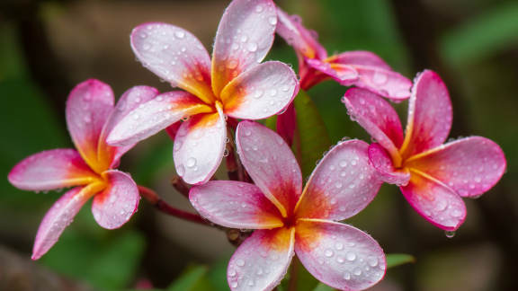 Lei Day