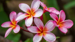 Lei Day in Hawaii