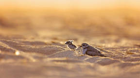 The parenting of a piping plover