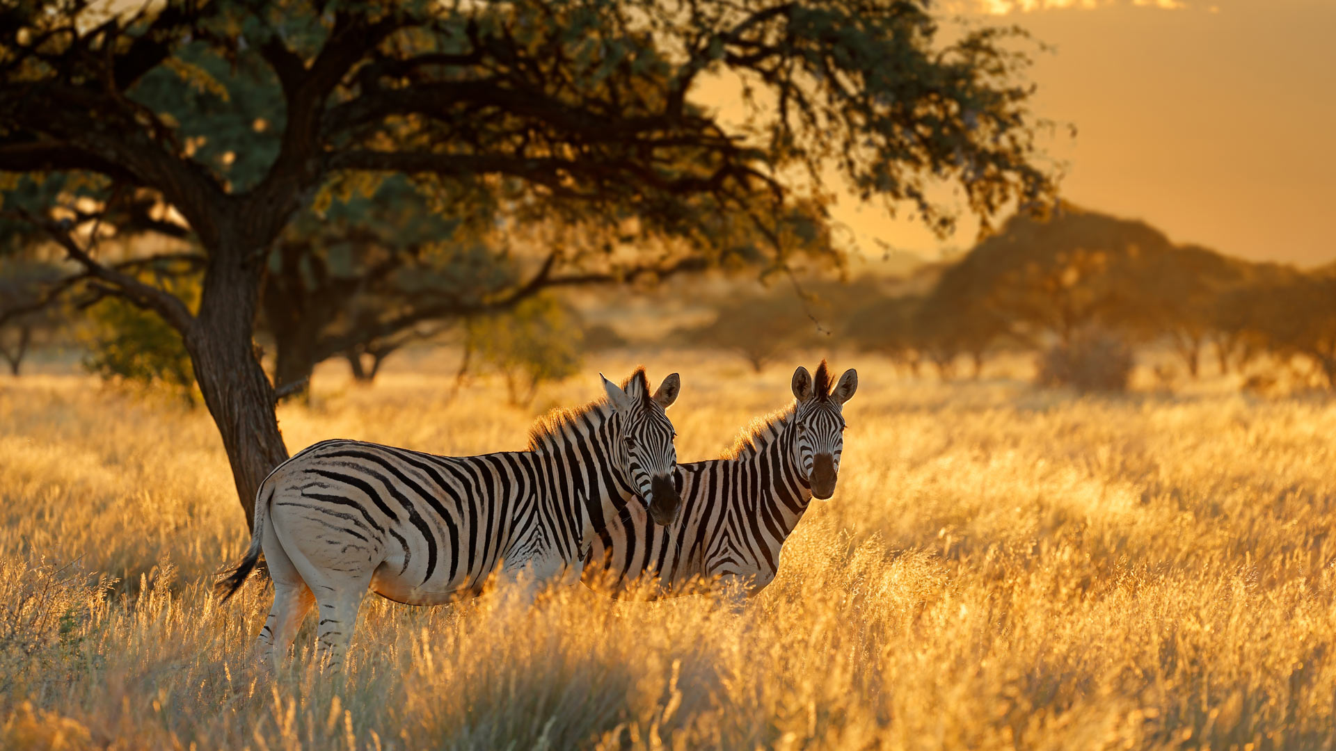 Bing HD Wallpaper Jan. 31, 2025: Happy International Zebra Day! - Bing ...