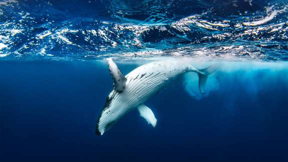 Le doux chant des baleines