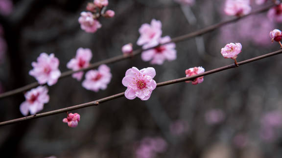 Plum blossoms in China