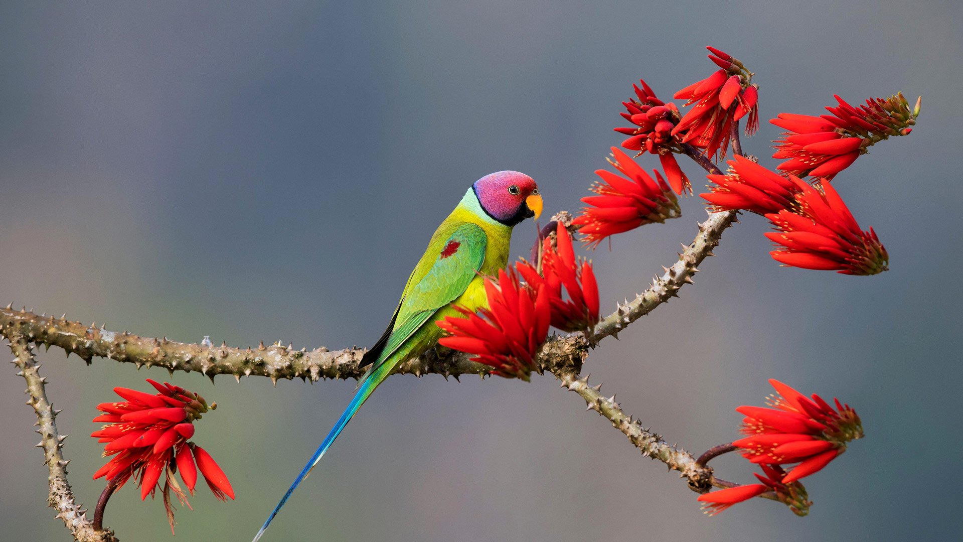 Bing image: Plum-headed parakeet - Bing Wallpaper Gallery