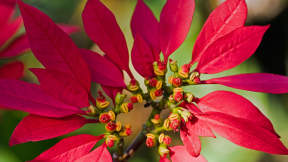The story of the poinsettia