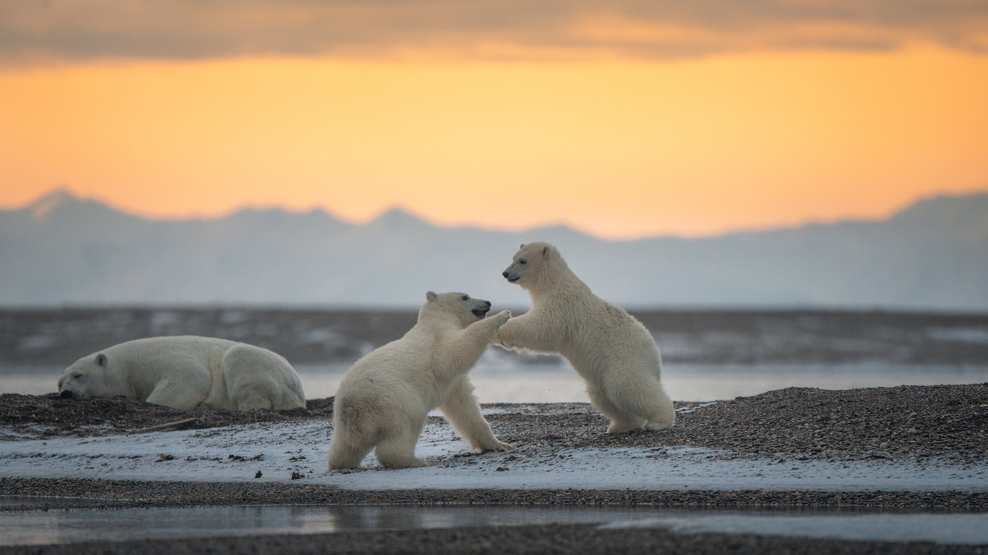 Bing image: Polar bear cubs - Bing Wallpaper Gallery