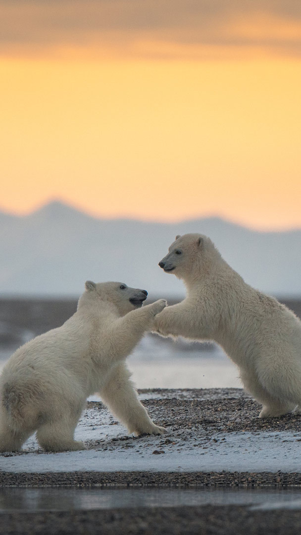 International Polar Bear Day