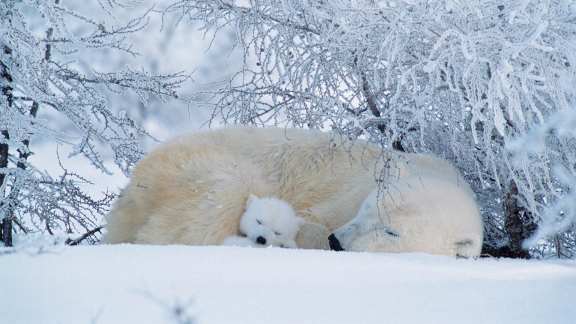 A warm hug in the icy north