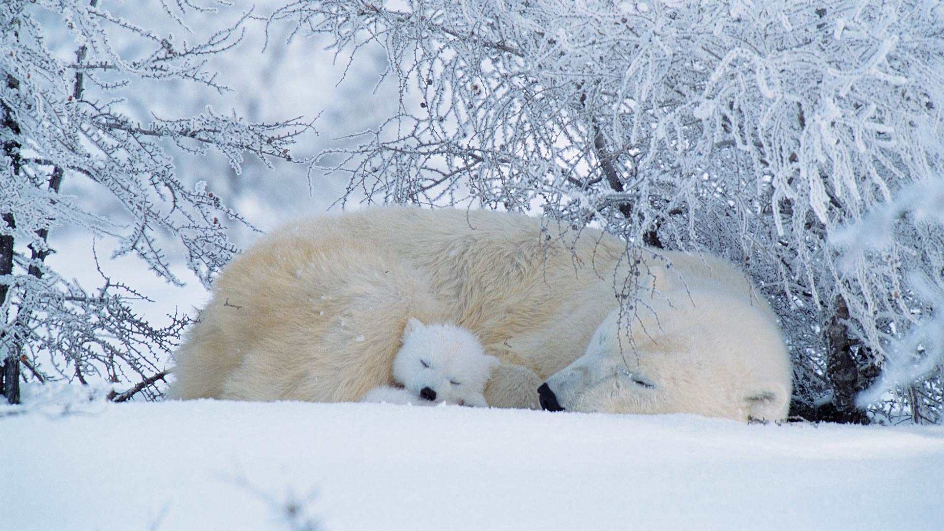 Bing image: International Polar Bear Day - Bing Wallpaper Gallery