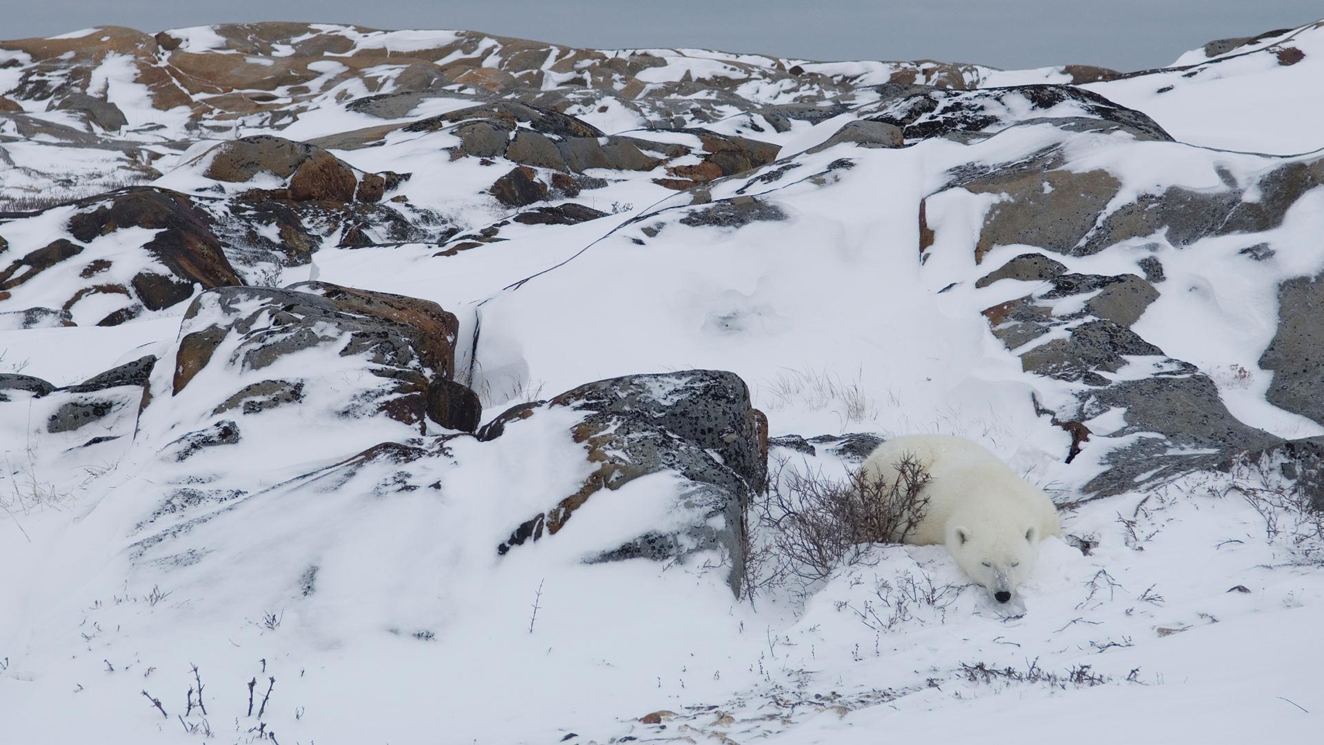 Polar bear, Churchill, Manitoba