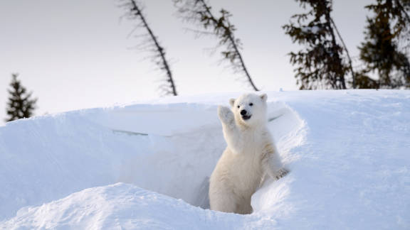 International Polar Bear Day