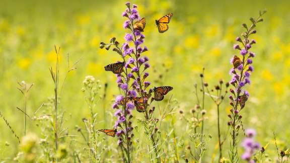 Bunte Blumen, bunte Schmetterlinge