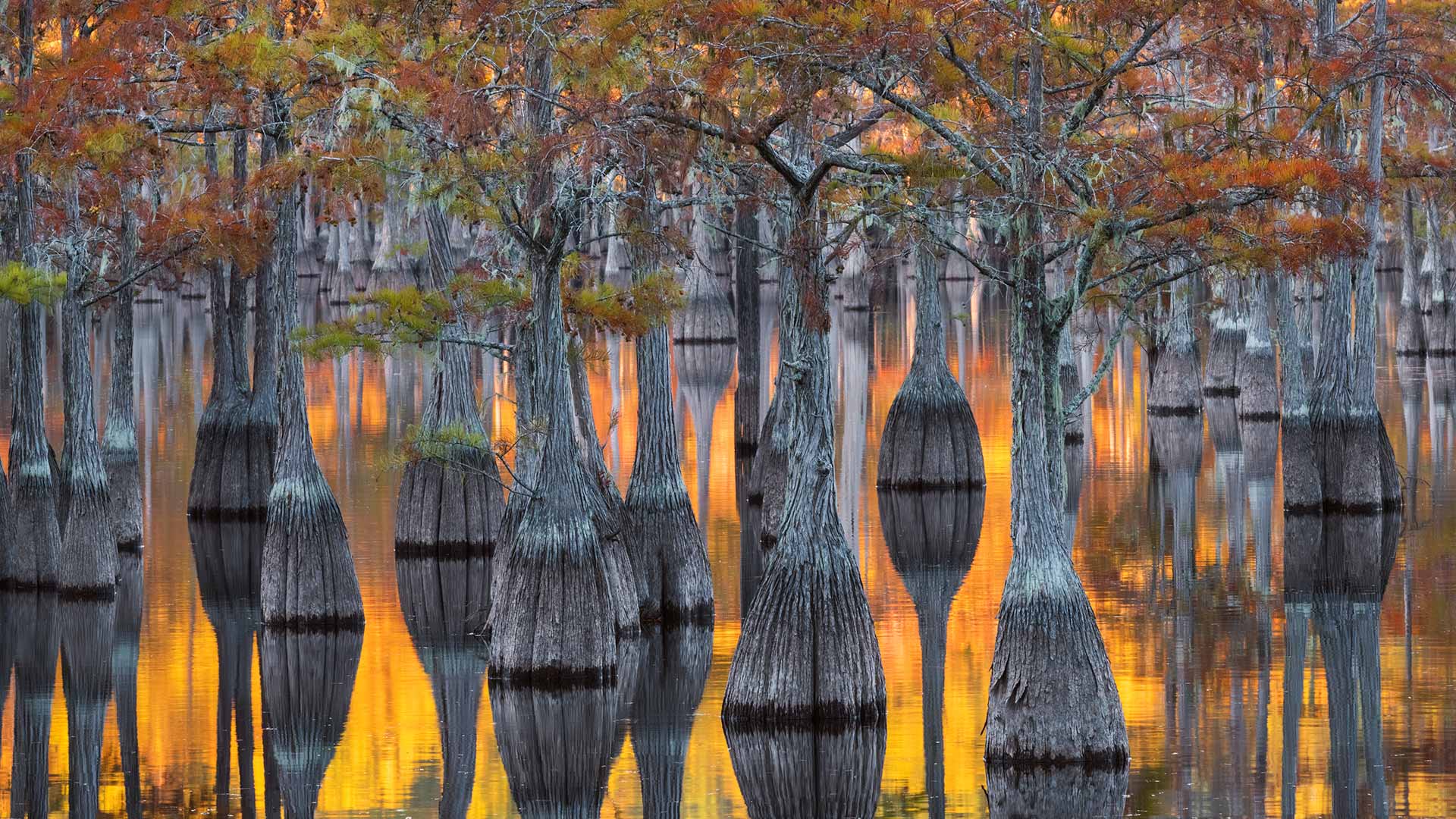 Teichzypressen in herbstlicher F&auml;rbung, Georgia, USA
