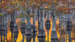 A grove of pond cypress trees, Georgia, United States