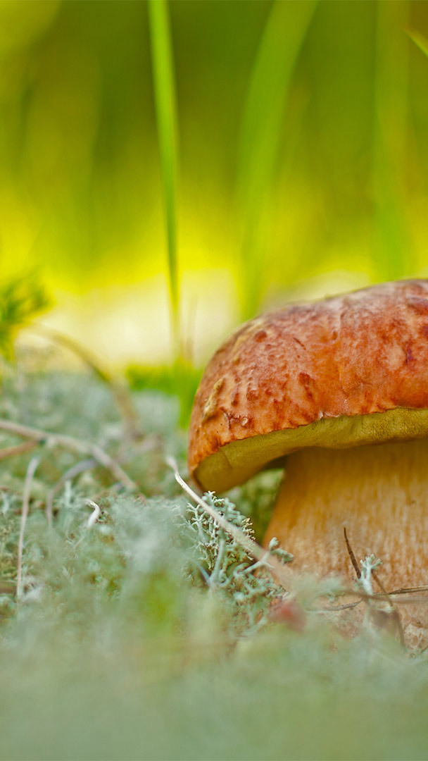 It s National Mushroom Month!