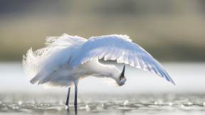 羽を整える水辺の鳥