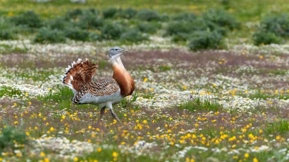 Avutarda común, Extremadura, España