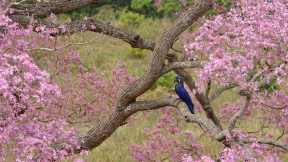 Bem-vinda, Primavera!
