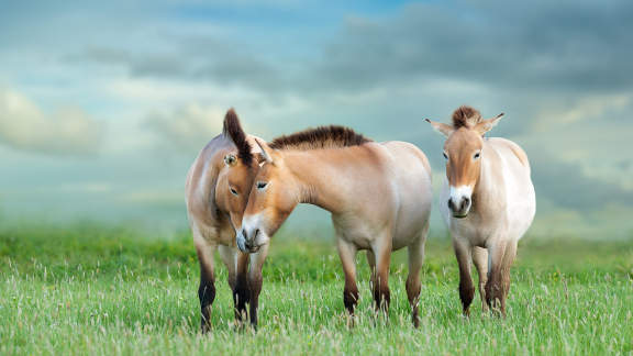 Caballos de Przewalski