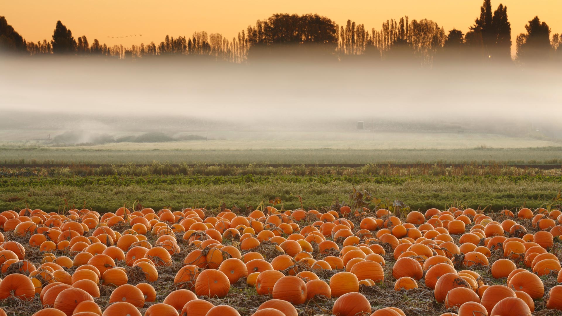 Bing HD Wallpaper Oct 28, 2024: Pumpkin field, Victoria, British ...