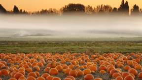 Pumpkin field, Victoria, British Columbia, Canada