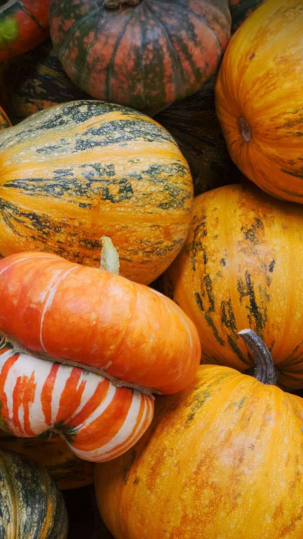 Pumpkin Patch Images | Free Photos, PNG Stickers, Wallpapers & Backgrounds  - rawpixel