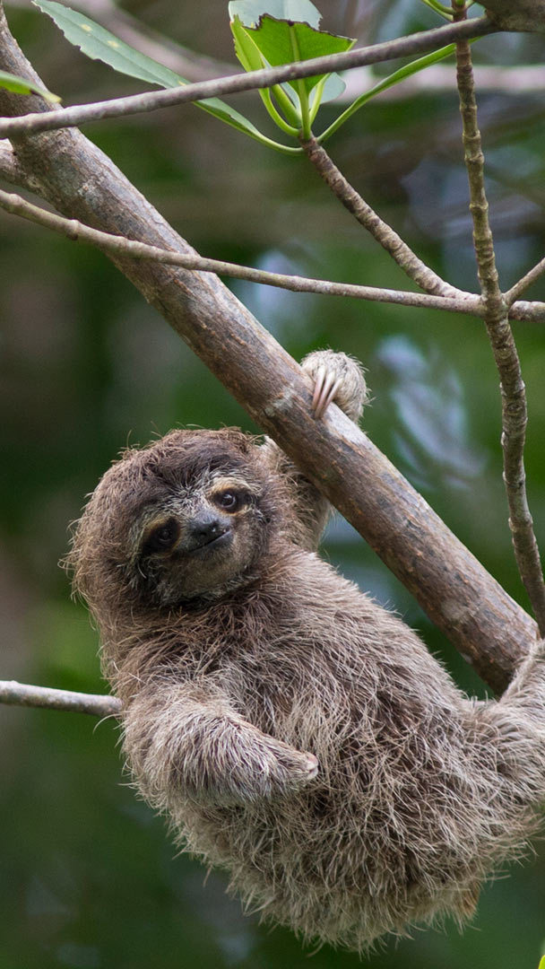 Brown-throated three-toed sloth in Manuel Antonio National Park, Costa Rica  by Lukas Kovarik