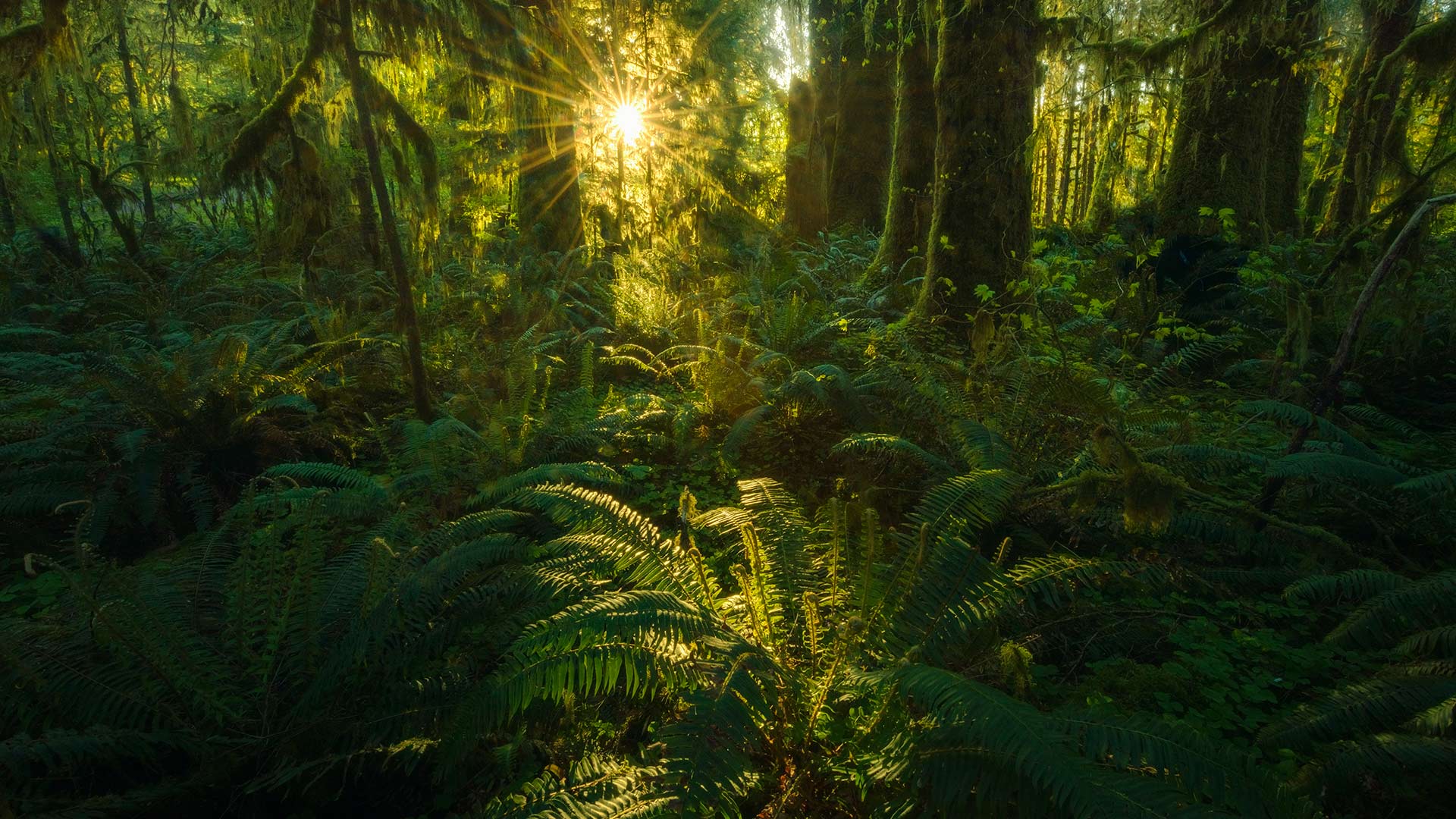 D&iacute;a Internacional de los Bosques Tropicales