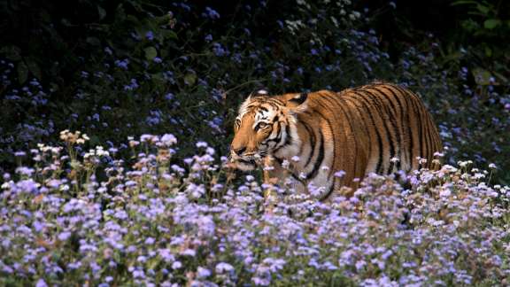 Royal Bengal tiger