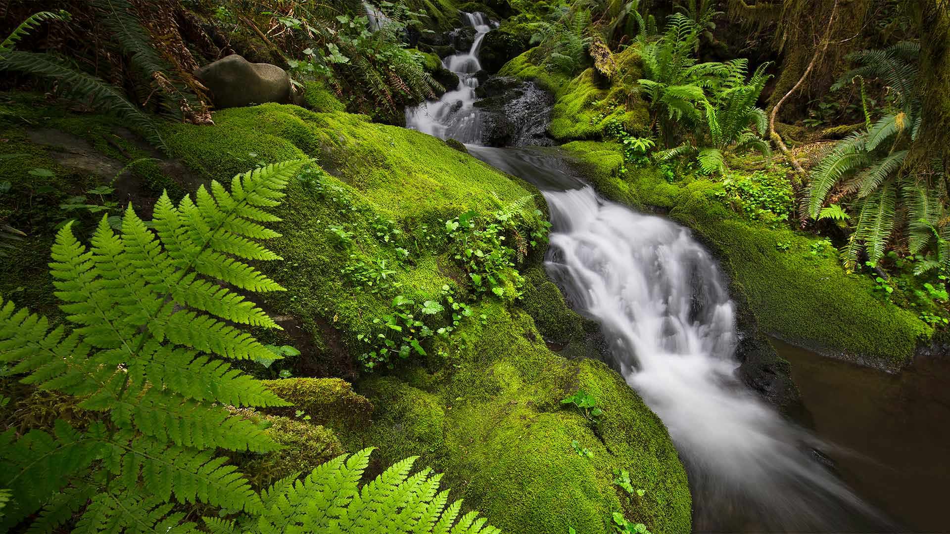 Bing image: Cool water in the Quinault - Bing Wallpaper Gallery