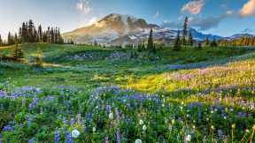 Parc national du Mont Rainier, Washington, États-Unis