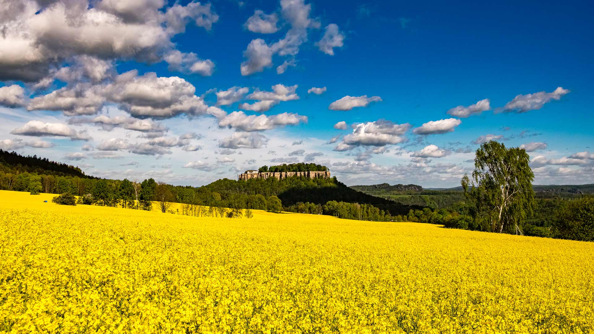 Rapsfelder vor der Festung K&ouml;nigstein, S&auml;chsische Schweiz, Sachsen