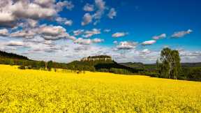 Rapsfelder vor der Festung K&ouml;nigstein, S&auml;chsische Schweiz, Sachsen