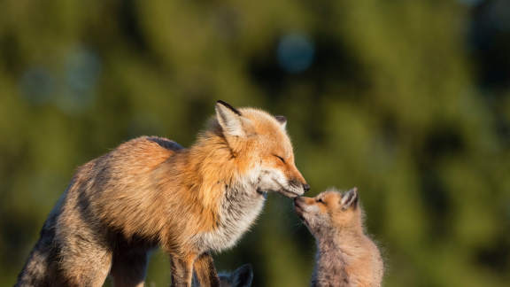 Red fox mother kissing her baby