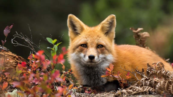 Red fox