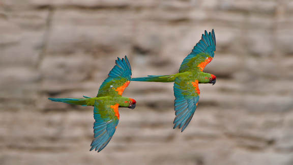 Bing image: Flying high on National Bird Day - Bing Wallpaper Gallery