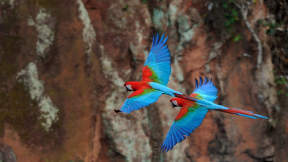 Red-and-green macaws