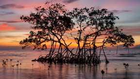 International Day for the Conservation of the Mangrove Ecosystem