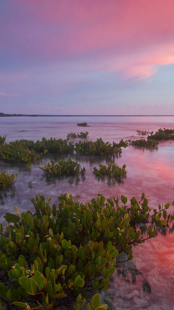 HD wallpaper: Mangrove Trees, Sea Water, Twilight, Horizon, Nature, Sun and  Sky | Wallpaper Flare