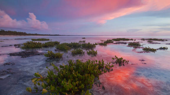 Découvrez ces mangroves extraordinaires