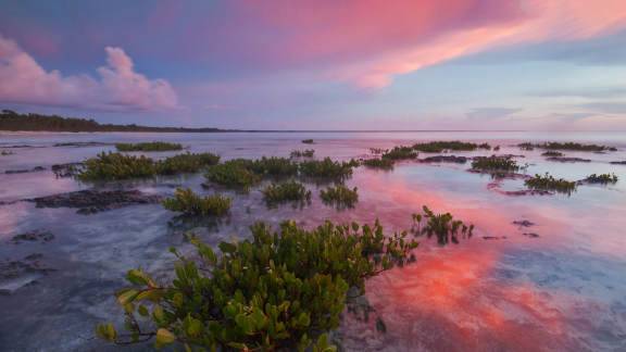 All hail the mighty mangrove!