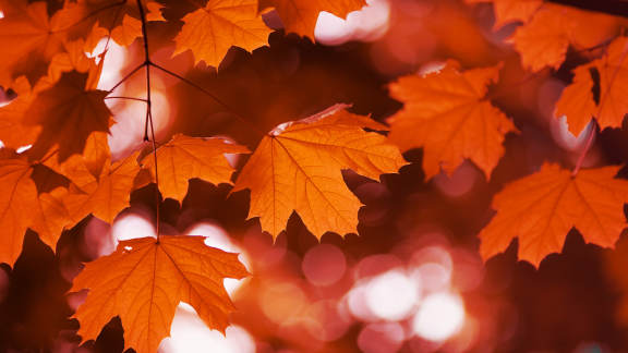Red maple
