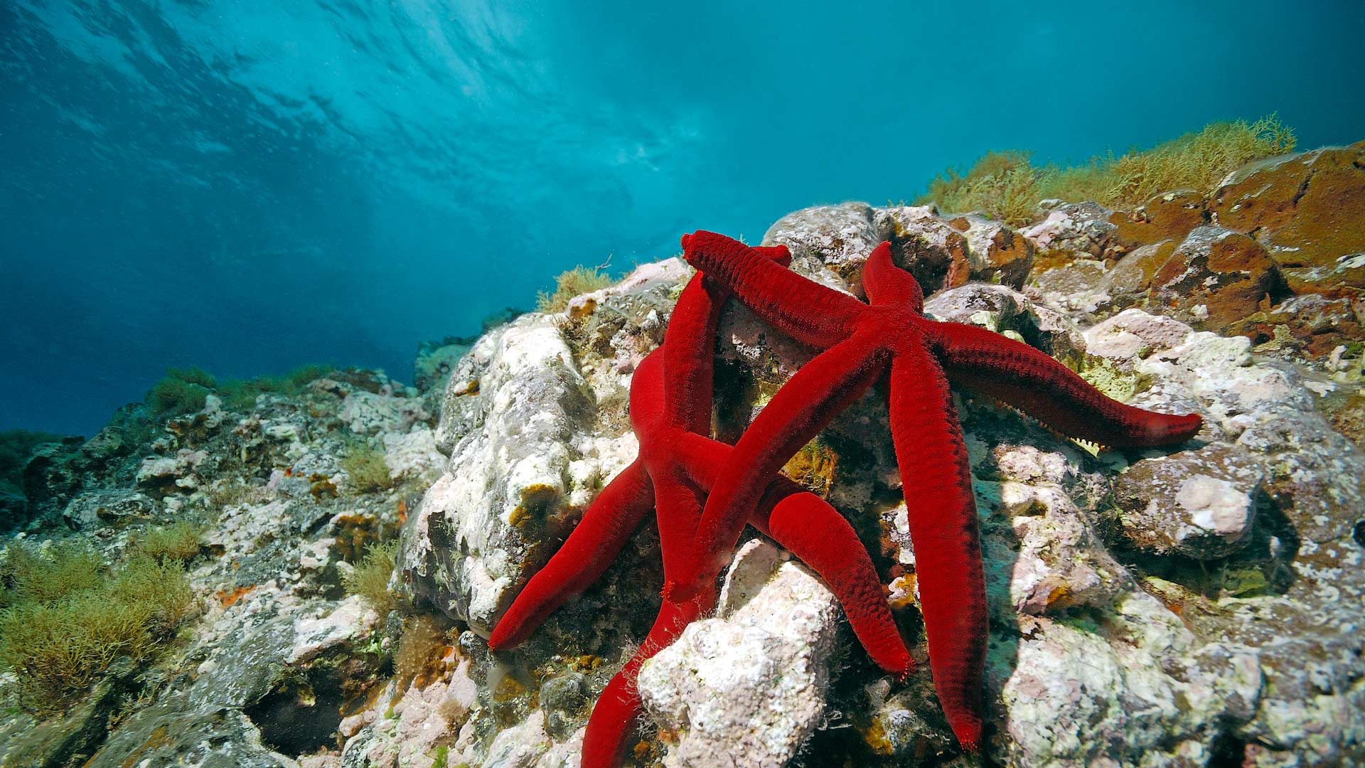Mediterranean red sea stars