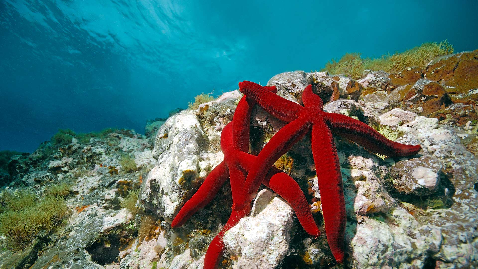 Red Starfish Wallpaper