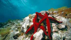 Mediterranean red sea stars